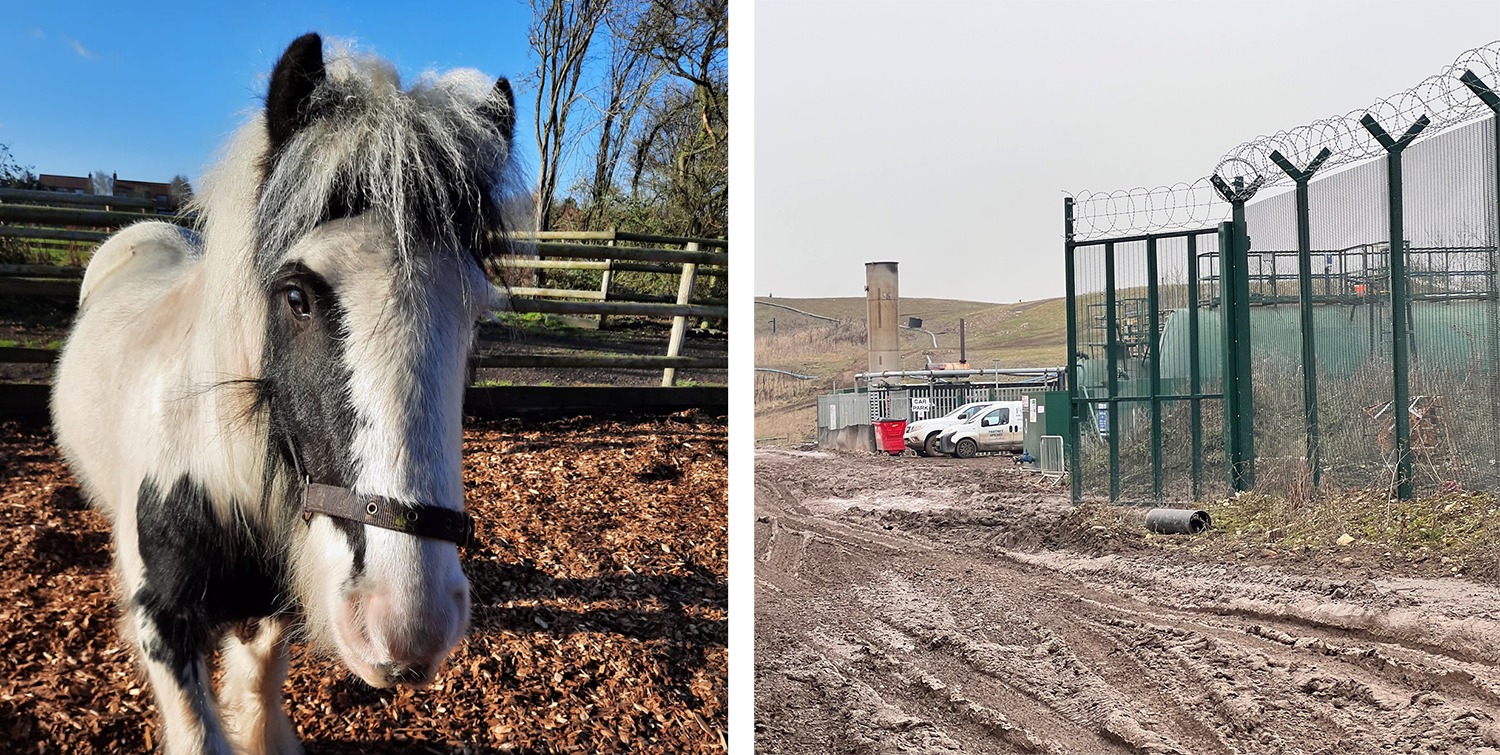 Photo collage, on the left is a white and black pony in a field, on the right a landfill site where the pony was found