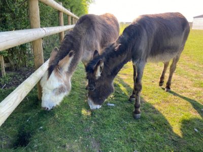 Two horses next to a fence, eating grass.